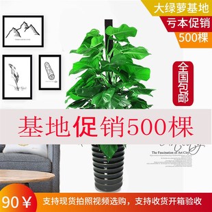 大叶绿萝盆栽树绿植室内客厅吸甲醛大颗型植物办公室净化空气绿箩