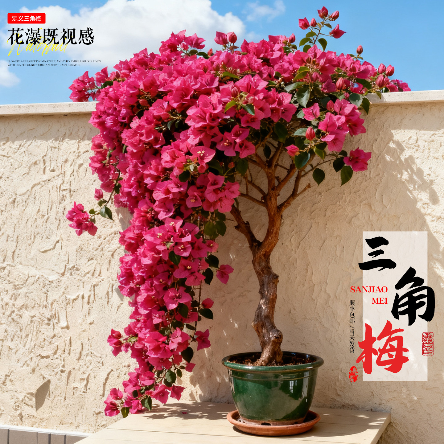 重瓣三角梅盆栽带花好养高端植物花卉大全四季开花好养带花苞鲜花