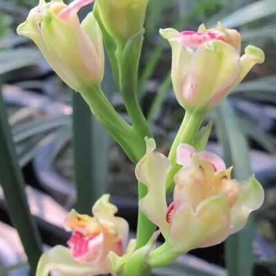 精品兰花苗小白菜彩云追月容易来花浓香K名贵兰花苗建兰好养奇花