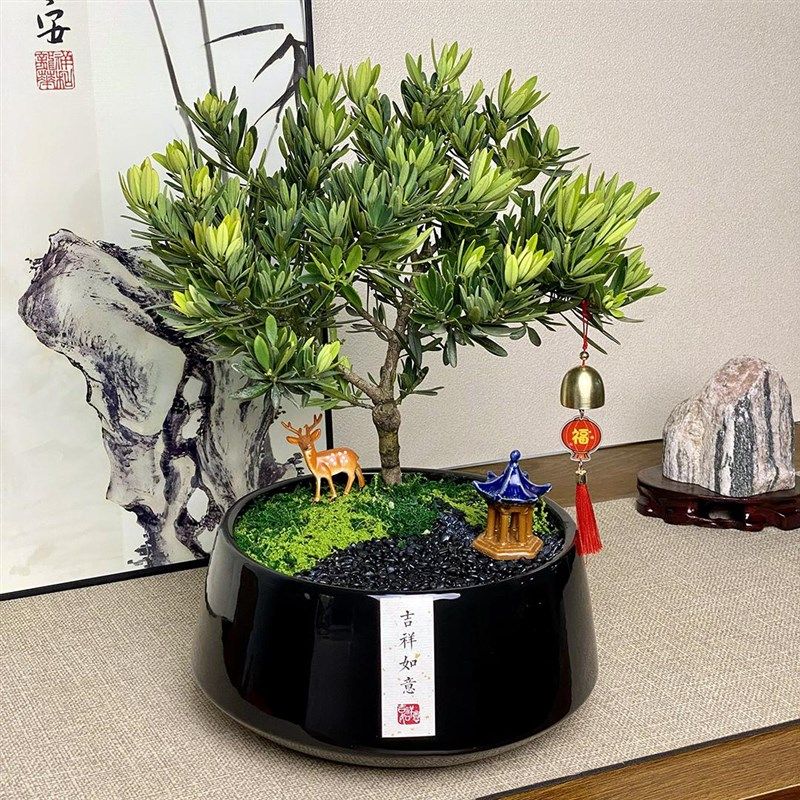 罗汉松盆景不老松树盆栽招财绿植旺宅室内植物Q乔迁开业送长辈高