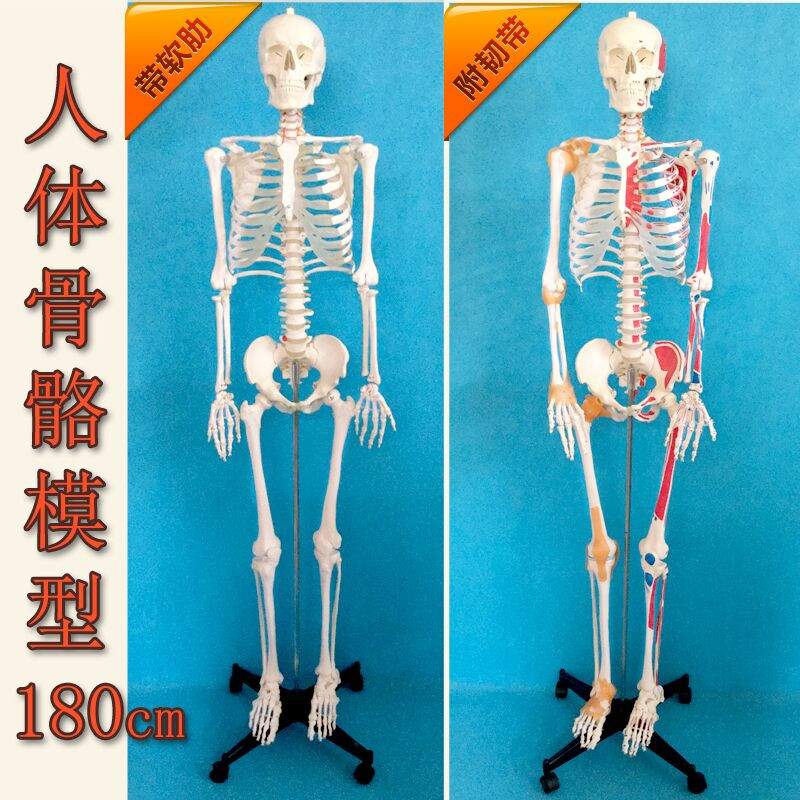 170cm人体大骨骼模型成人全身解剖骷髅骨架18N0cm医学教学脊椎可