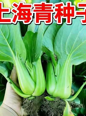 夏季抗热上海青青菜种子籽青梗菜正宗矮脚油菜耐热耐高温蔬菜种子