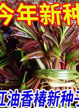 香椿种子速生红油香椿种子四季播农家阳台红叶香春芽苗菜蔬菜种子