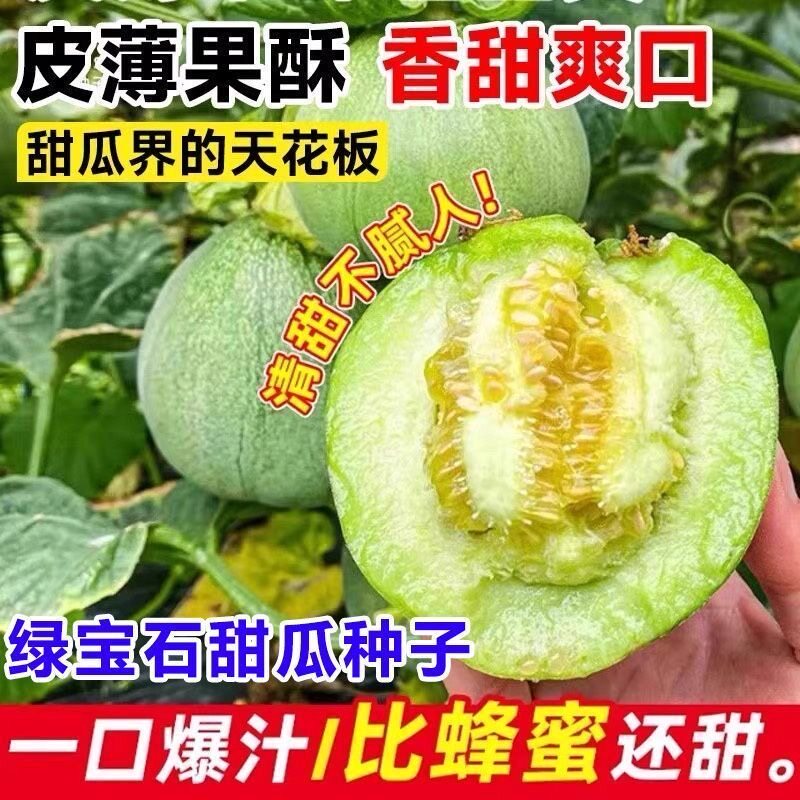 绿宝石甜瓜种子超甜薄皮香瓜冰糖春季四季脆瓜高青皮产香瓜籽