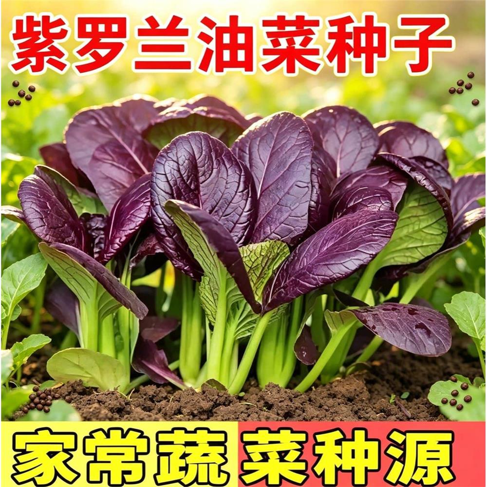 紫罗兰油菜种籽紫色小青图片