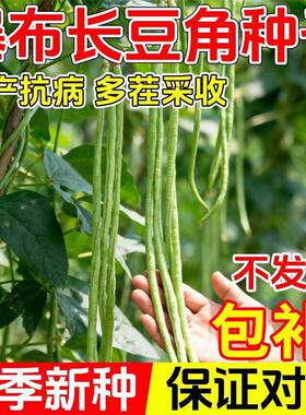长豆角种子特长摘不完高产豇豆绿条春秋庭院大田易种蔬菜豆角种子