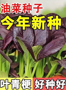 紫罗兰紫妃小青菜紫油菜紫冠青梗菜紫色上海青耐热耐高温蔬菜种子