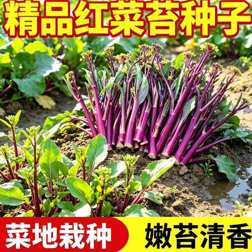 红菜苔种子四季甜菜心阳
