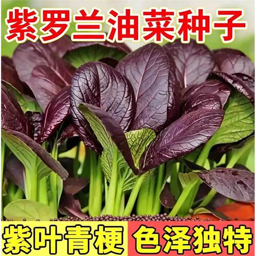 紫罗兰紫油菜种子小青籽