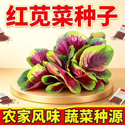 红苋菜种子全红汉汗籽春