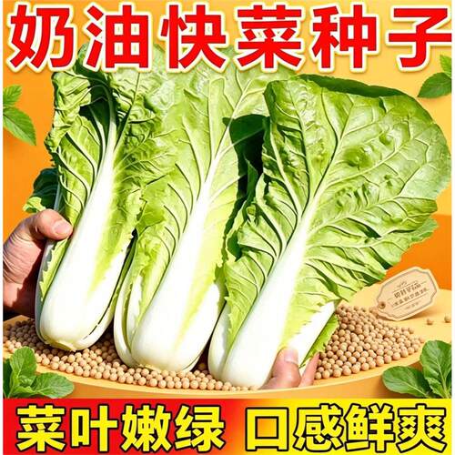 奶油快菜种子种籽四季小