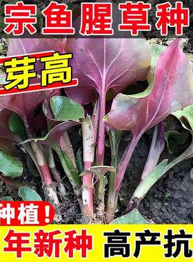 正宗鱼腥草种子折耳根种