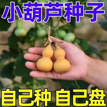 四季盆栽手捻小葫芦种子观赏迷你葫芦种子特小天然文玩种子大全