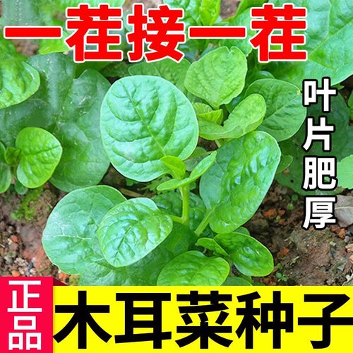 【摘完又长】大叶木耳菜种子肉厚夏天耐高温四季阳台盆栽蔬菜种籽