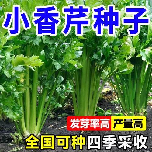 四季小香芹种子芹菜味浓