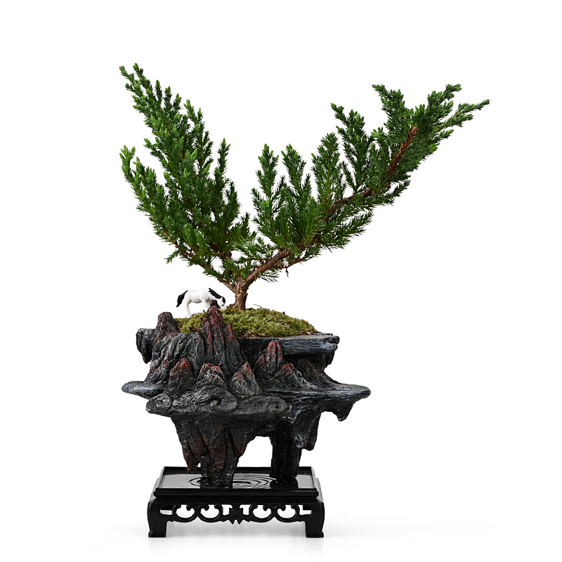 小叶榆树盆景悬崖式老桩办公室绿植桌面好养盆栽植物室内摆件禅意