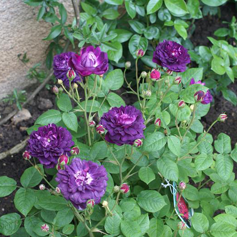 黎塞留主教月季花苗大灌木紫色系庭院耐阴浓香型四季玫瑰阳台花卉