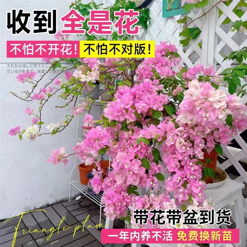 三角梅盆栽带花苞大苗四季开花室内阳台庭院老桩爬藤重瓣植物花卉