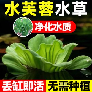 水芙蓉水草植物水上叶鱼缸造景水培植物浮萍圆叶萍水葫芦古法养鱼