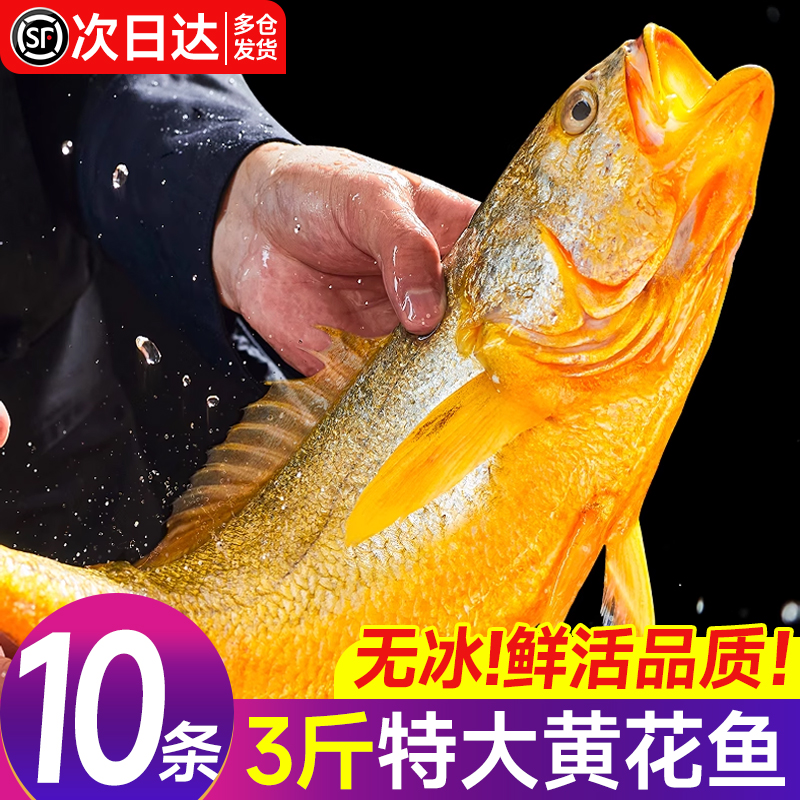 黄花鱼新鲜冷冻特大号鲜活深海生鲜海鲜水产野生小黄鱼商用烧烤