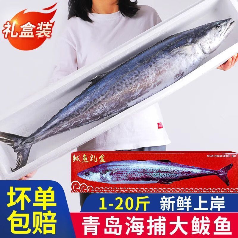 【礼盒】野生鲅鱼新鲜特大马鲛鱼马鲛鱼