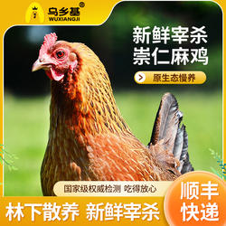 乌乡基正宗原种崇仁麻鸡150天月子母鸡纯生态有机散养新鲜现杀