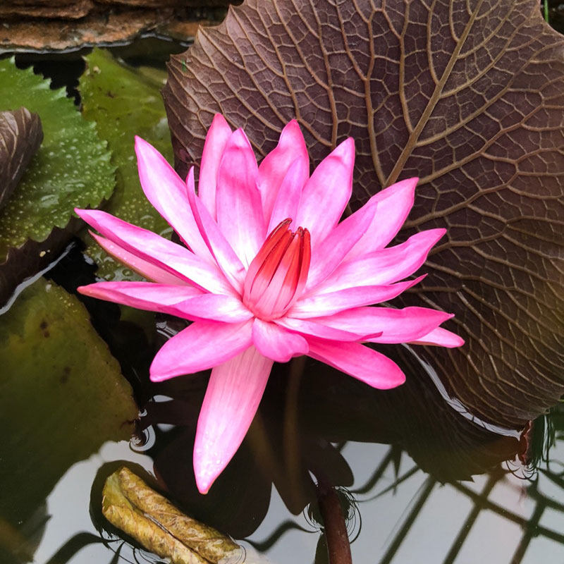 睡莲花卉盆栽莲花荷花四季开花阳台楼顶庭院池塘水生水培趣味植物