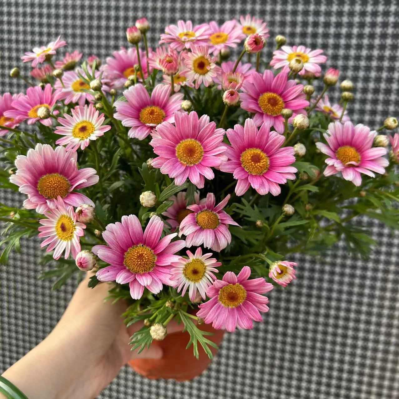 玛格丽特盆栽带花苞发货阳台花卉