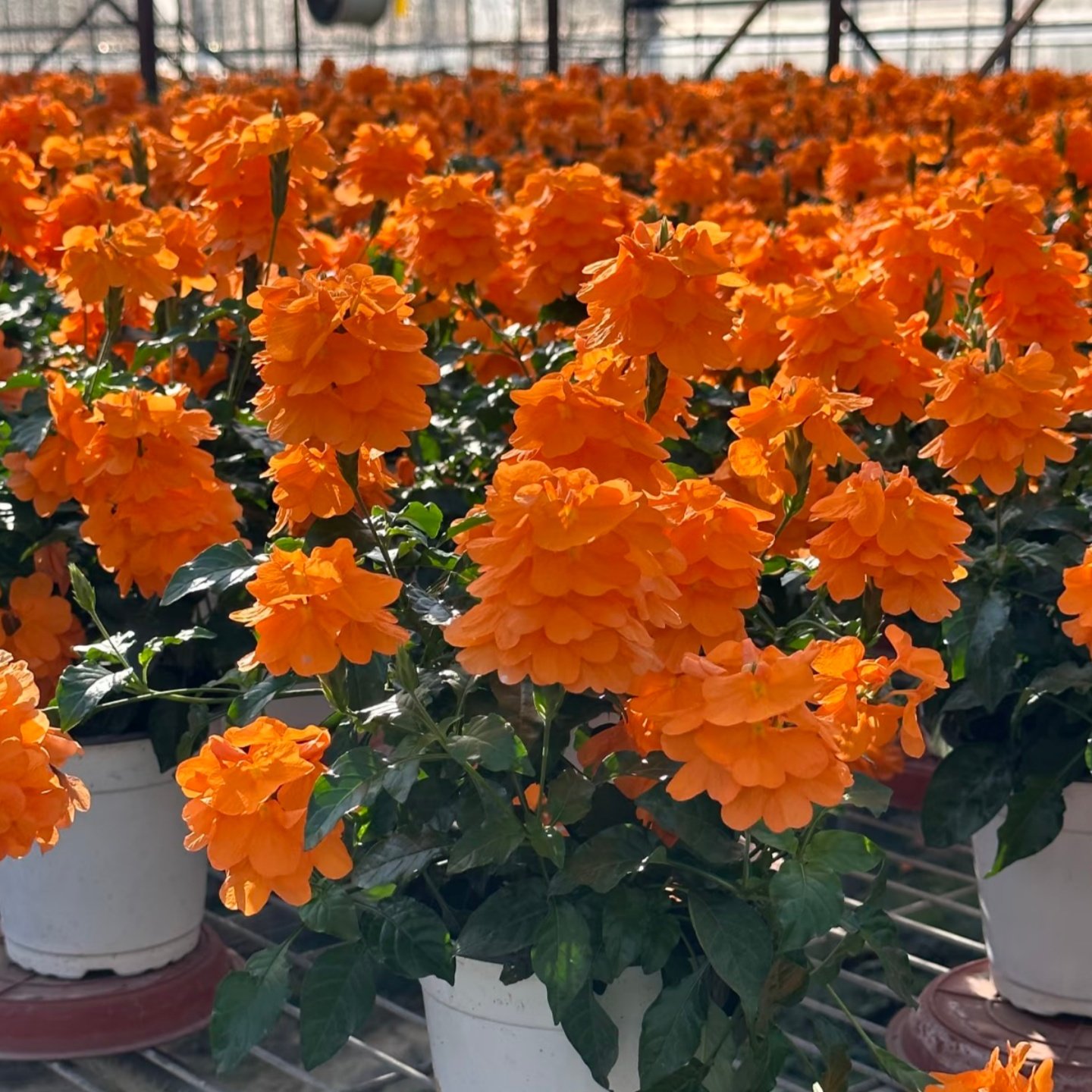 鸟尾花盆栽成品带花苞阳台庭院花园多年生木本植物耐阴耐热工程花,鲜花速递/花卉仿真/绿植园艺,时令草本花卉,淘宝优惠券,粉丝福利购,淘宝优惠卷