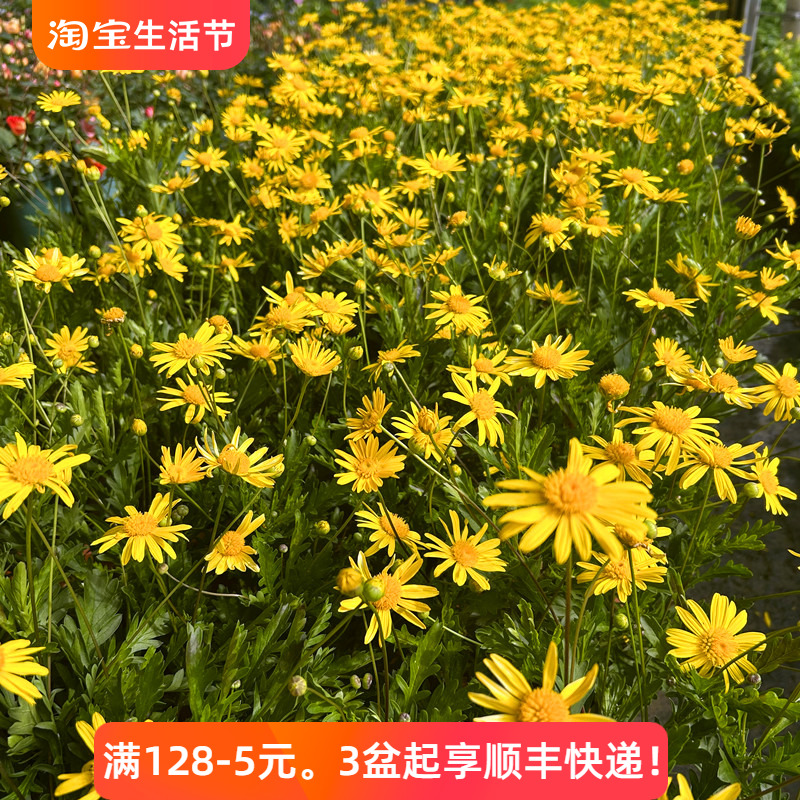 木春菊草本带花庭院绿化阳台四季