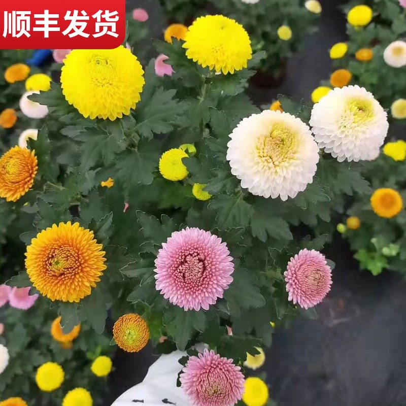 菊花盆栽带盆 图片 价格 多少钱 什么值得买