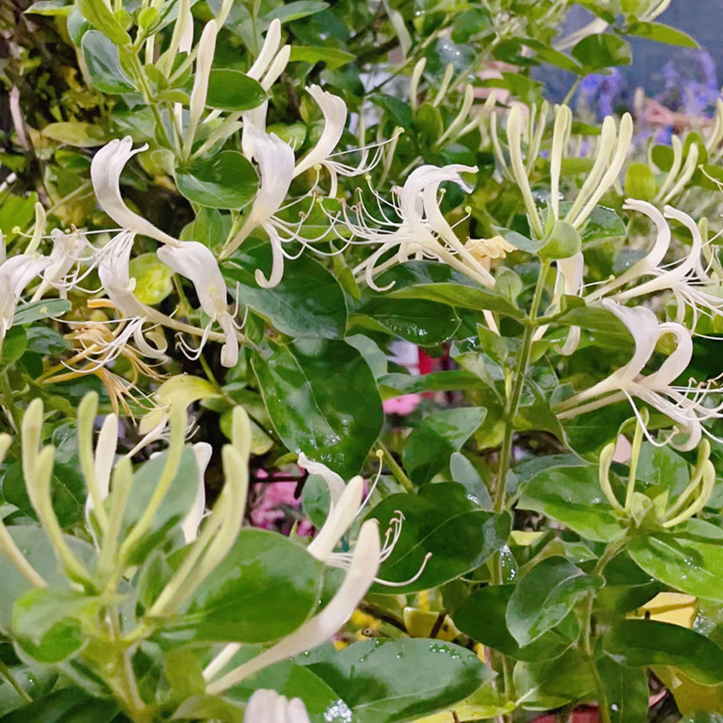 金银花盆栽金银花树苗老桩带花苞鸳鸯藤花庭院阳台植物爬藤观赏树