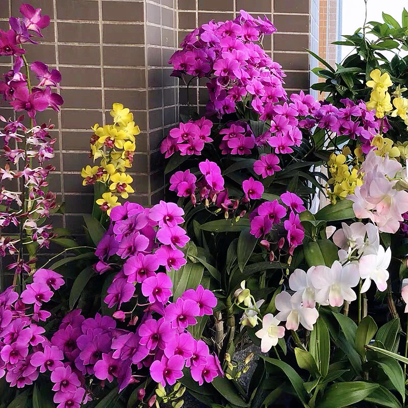 带花石斛兰兰花四季客厅盆栽花卉