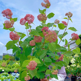 木绣球石灰灯贝拉安娜香草草梅盆栽带花苞阳台庭院耐晒耐寒多年生