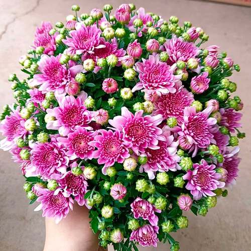 球菊千头菊带花苞发货花期长耐养