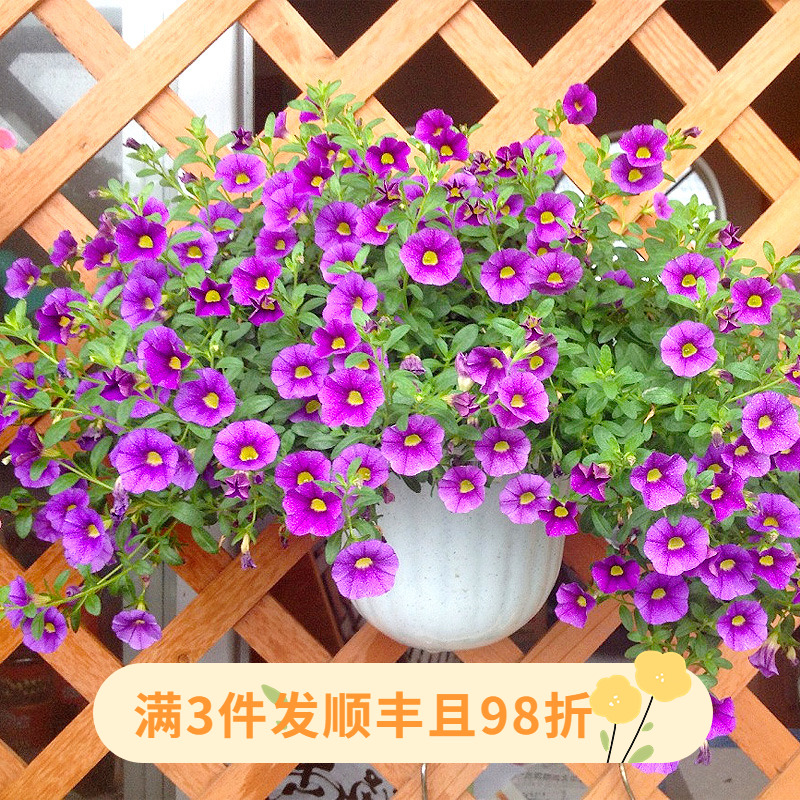 百万小玲盆栽花苗庭院花卉垂吊植物舞春花带花苞室外阳台花草成品