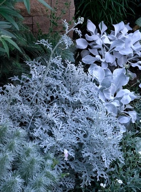 银叶菊盆栽成品阳台庭院花园花境搭配绿植花卉银灰色植物耐热易活