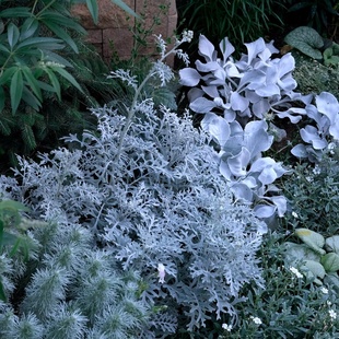 银叶菊盆栽成品阳台庭院花园花境搭配绿植花卉银灰色植物耐热易活
