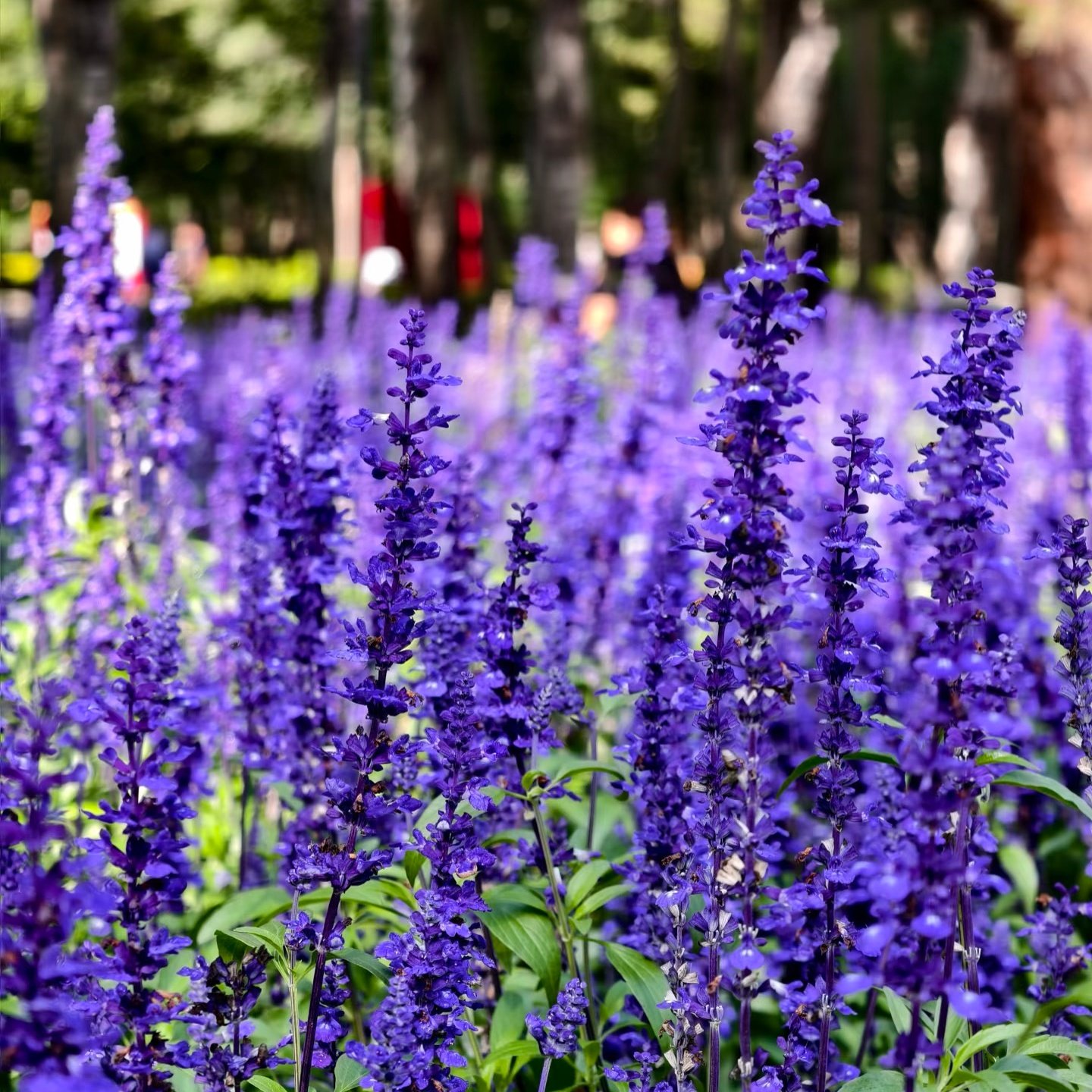 鼠尾草盆栽一串蓝花苗带花苞阳台花园开花植物蓝色花卉花镜工程苗