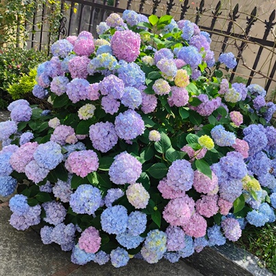 绣球花盆栽带花发货大盆多年生