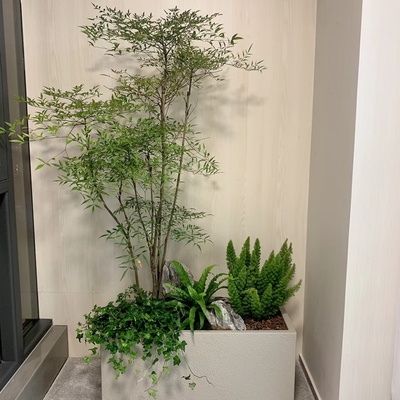 南天竹盆栽耐荫耐热四季常青绿植