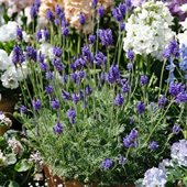 薰衣草盆栽阳台花园庭院熏香味花卉植物带花苞紫花植物净化空气花