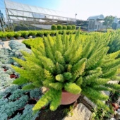 狐尾天门冬盆栽植物庭院花园柜台绿植四季 常绿多年生观叶花镜花苗