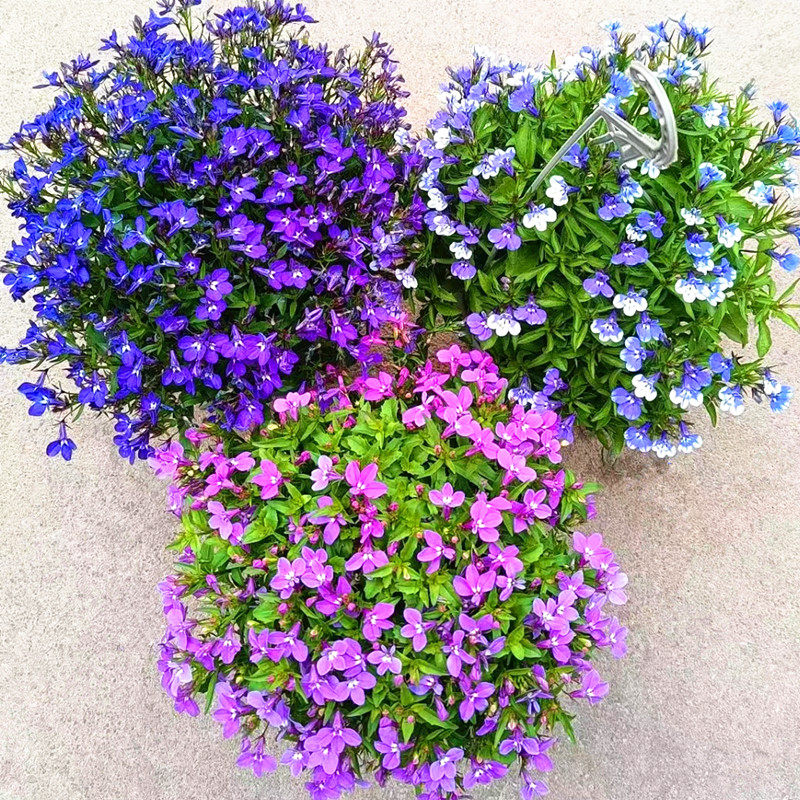 半边莲六倍利盆栽带花苞庭院花园阳台蓝色系四季草花清新唯美植物