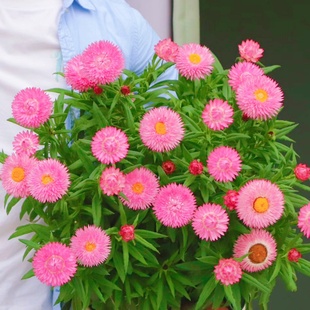 麦秆菊盆栽蜡菊成品带花阳台庭院多年生宿根花园植物耐寒年宵花卉