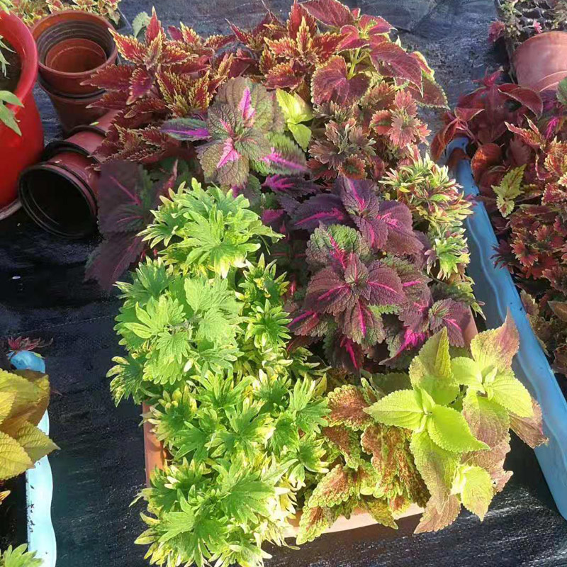 彩叶草成品整盆发货耐晒耐热好养