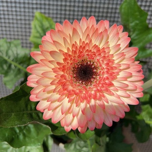 进口大花非洲菊盆栽高杆成品带花苞阳台庭院花园四季绿植花卉耐养