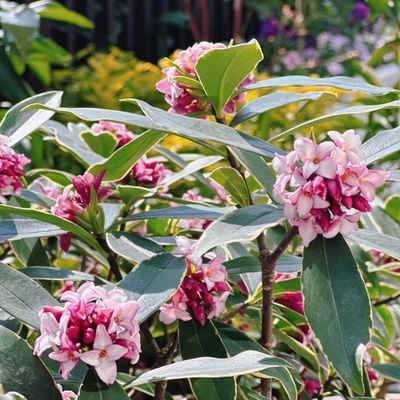 金边瑞香庭院阳台耐寒成品带花苞