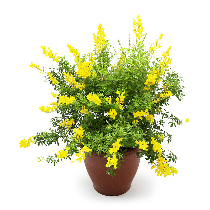 木本花卉植物盆景树素材模板 木本花卉植物盆景树图片下载 小麦优选