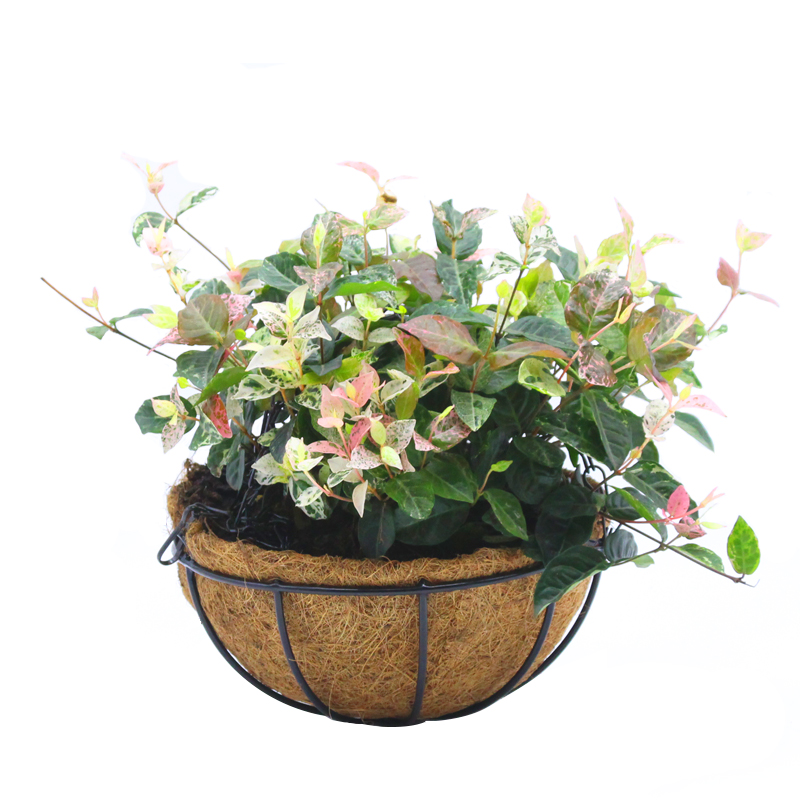 阳台花卉花叶络石盆栽日本彩叶络石藤蔓植物除甲醛吊兰耐寒观叶花